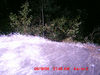 Filename=20080819_2_0021.JPG
Filesize=53KiB
Dimensions=600x450
Date added=Aug 27, 2008 20080819_2_0021.JPG